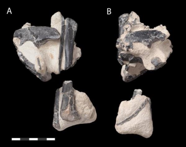 Fossils from Vectidromeus insularis, which was a<em></em>bout the size of a chicken