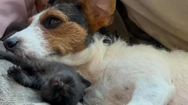 Jack russell feeding kittens