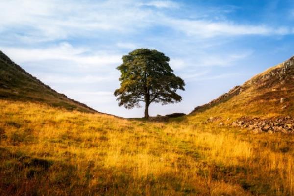 Sycamore Gap, Hadrians Wall, near Housesteads Fort, Hexham, Northumberland, England.