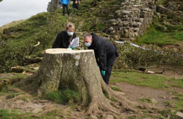 PABest Forensic investigators from Northumbria Police examine the felled Sycamore Gap tree, on Hadrian's Wall in Northumberland. A 16-year-old boy has been arrested on suspicion of causing criminal damage in co<em></em>nnection with the cutting down of one of the UK's most photographed trees. Picture date: Friday September 29, 2023. PA Photo. See PA story POLICE SycamoreGap. Photo credit should read: Owen Humphreys/PA Wire