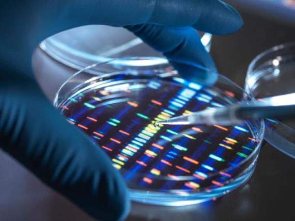 Scientist pipetting sample into tray for DNA testing in laboratory