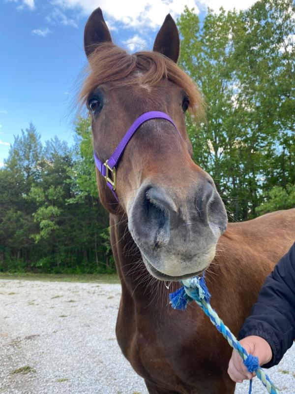 A closeup of Bernard the Horse.