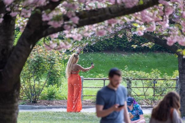 cherry blossoms