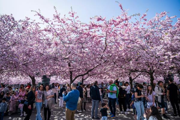 cherry blossoms