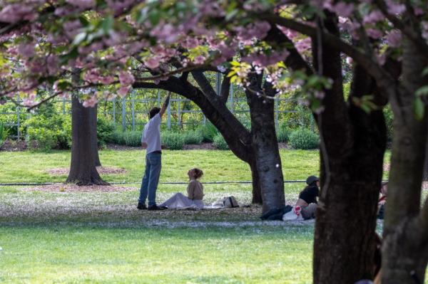 cherry blossoms