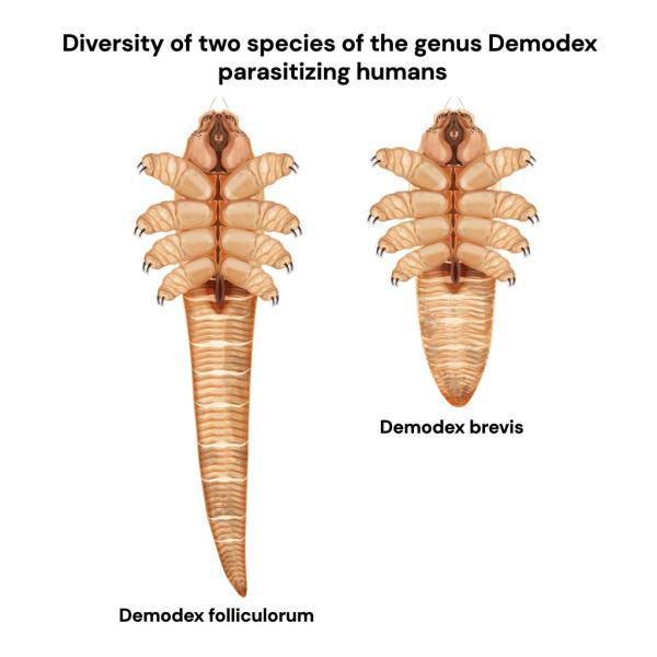 Two species affect humans — Demodex folliculorum and Demodex brevis.