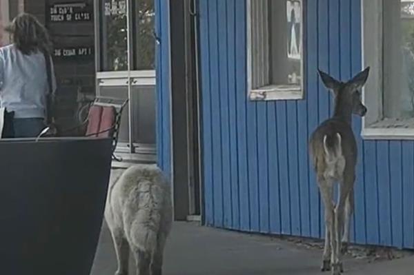 dog and deer walking down street inIowa