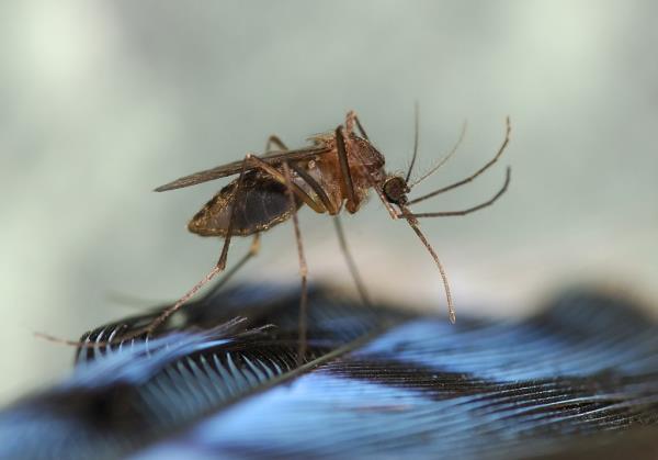 A Culiseta melanura mosquito preparing to feed on a blue jay, involved in the transmission cycle of Eastern equine encephalitis virus (EEEV).