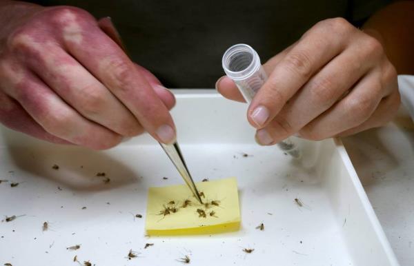 Intern Hailee Rice separating mosquito specimens into genus and species for testing of mosquito borne diseases