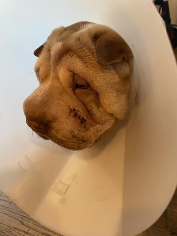 A close up of Gator's stitches and his face in a cone