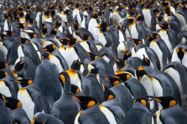 Climate change is the o<em></em>nly major threat facing emperor penguins