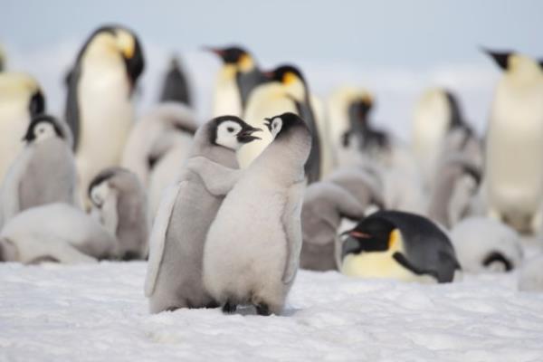 Emperor Penguins at Snow Hill.