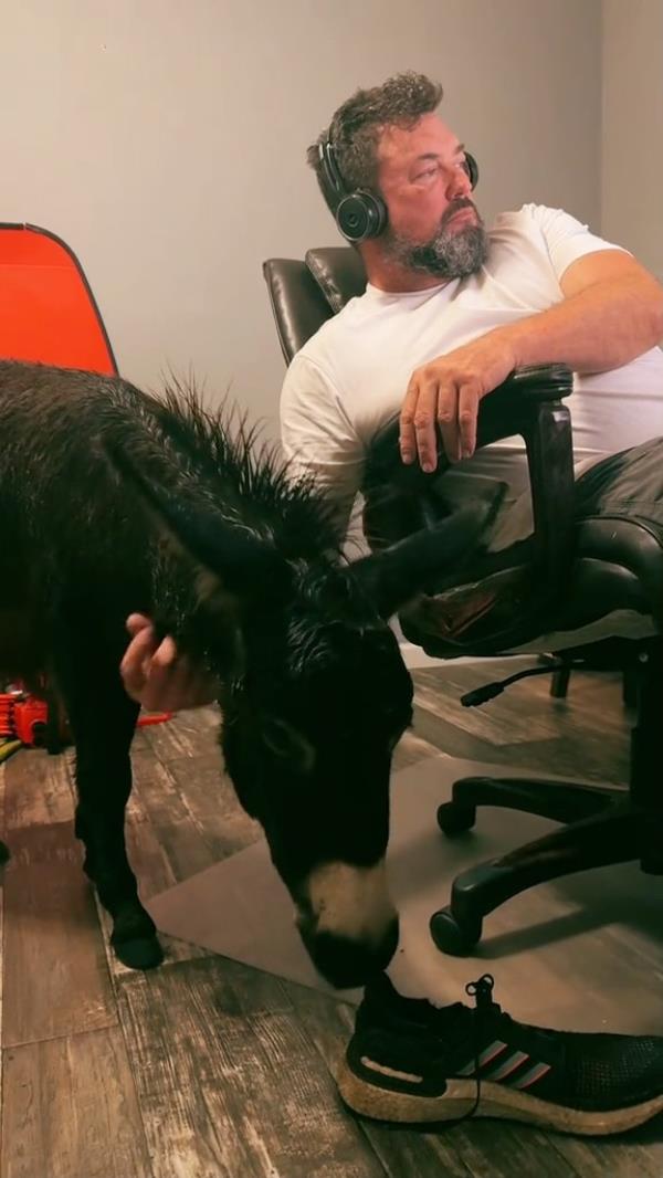 The furry foal named Cash was filmed cozying up to owner Rick Bass as he tracked the hurricane's path.  