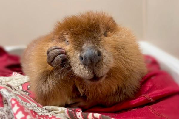 beaver holding hand to face