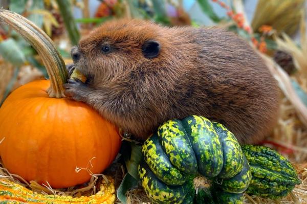 beaver sitting on pumpkins