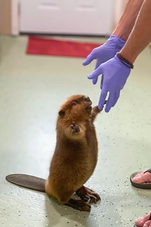 baby beaver standing on its legs