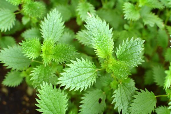 In the wild, stinging nettle grows