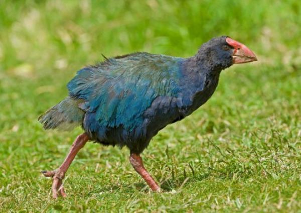 The Takah or South Island Takah, Porphyrio hochstetteri is a flightless bird indigenous to New Zealand and belo<em></em>nging to the rail family. Wellington