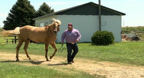 Man leading a horse with a rope on a path.