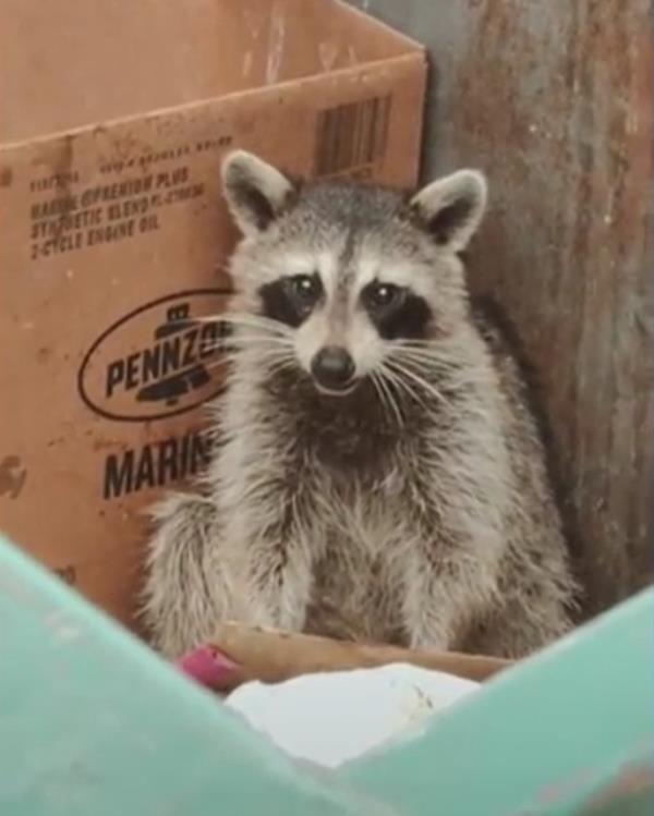 The clips narrated by Kincheloe showed a small raccoon sitting in a dumpster behind a restaurant in the 5700 block of Sarah Avenue.