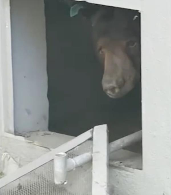 Samson the bear has been staying beneath a Monrovia, California, home for weeks.