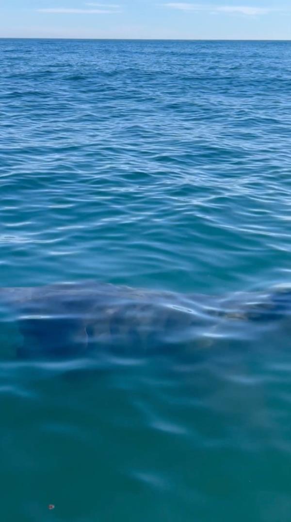 Five more of the massive man-eaters — all roughly the same size — then appeared close to the boat for roughly 20 minutes, they told The Patriot Ledger.