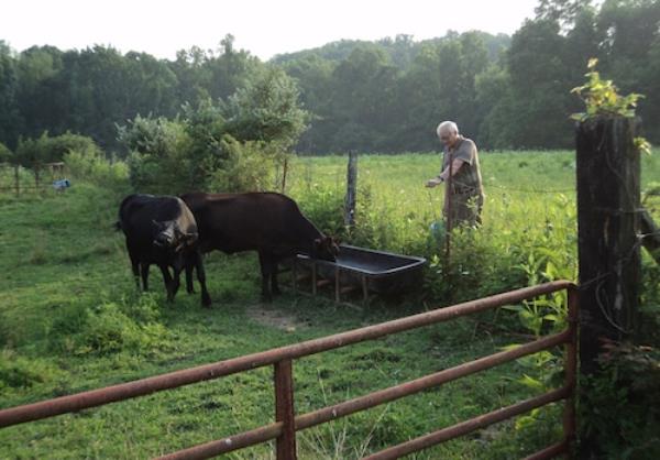 Dad and 2 cows, photo by Brett Benton